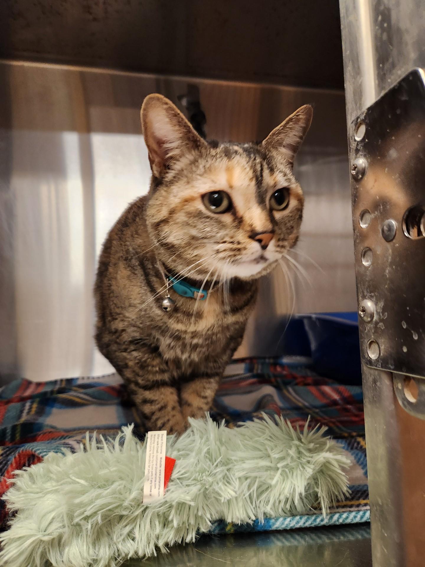 Enlarge Dumpling, a ADOPTABLE Domestic Short Hair in Truth or Consequences , NM image 4/6