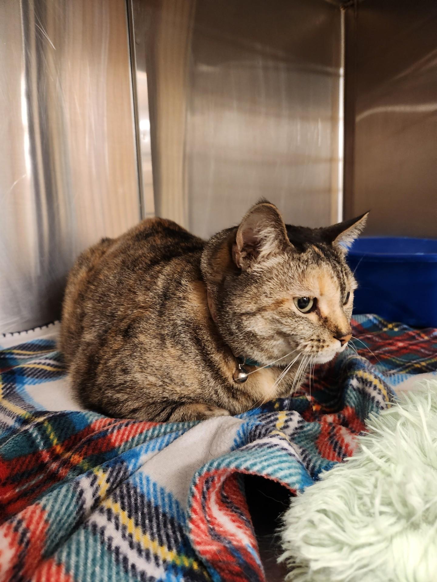 Enlarge Dumpling, a ADOPTABLE Domestic Short Hair in Truth or Consequences , NM image 5/6