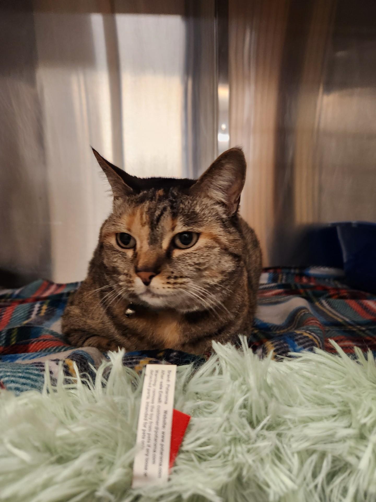 Enlarge Dumpling, a ADOPTABLE Domestic Short Hair in Truth or Consequences , NM image 6/6