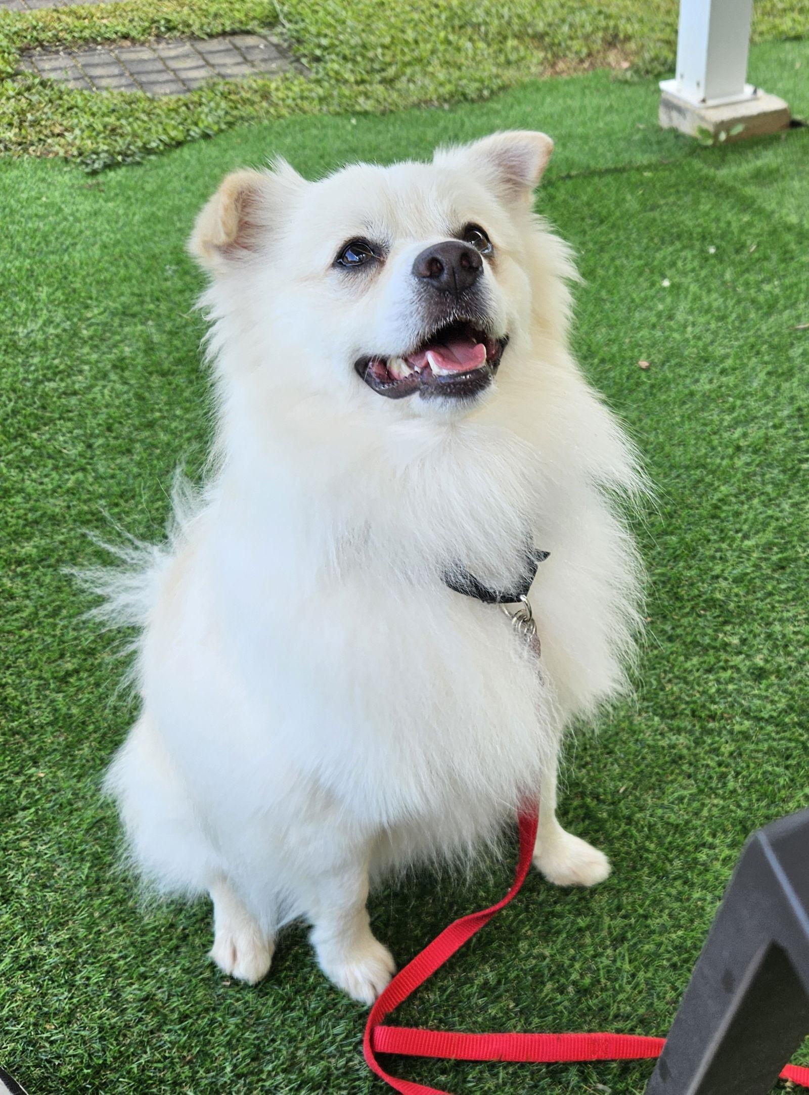 Woofles of MD, Adopted, Young Male American Eskimo Dog & Pomeranian.