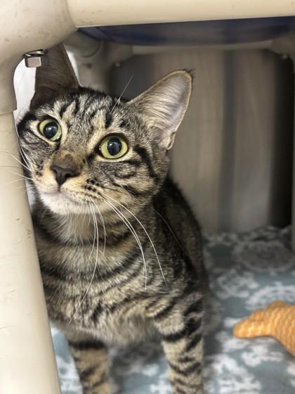 Enlarge Tabitha, a Adoptable Domestic Short Hair in Georgetown, SC image 1/1
