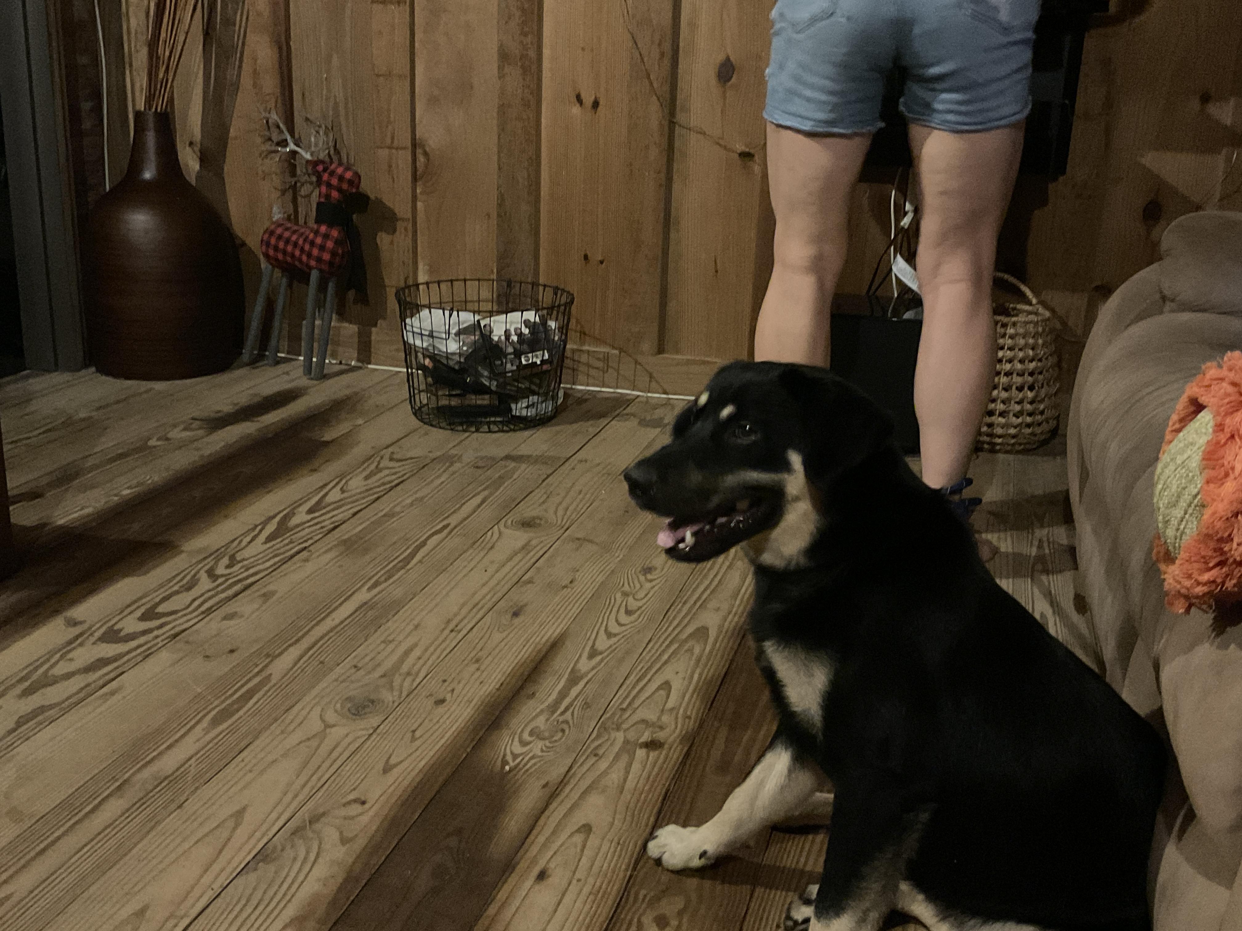 Enlarge Sawyer, a Adoptable mixed breed in Ridgefield, CT image 4/5