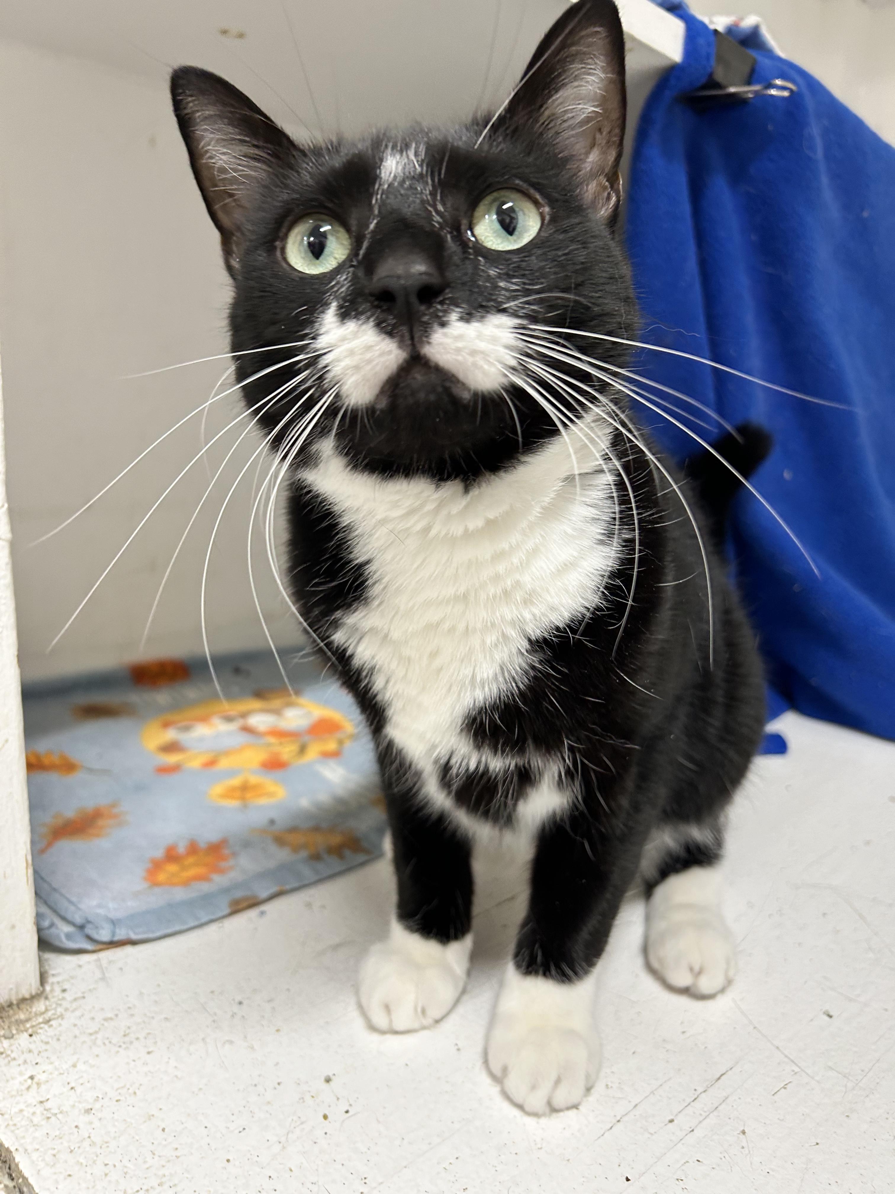 Enlarge Sophie, a Adoptable Domestic Short Hair in Edgewood, MD image 3/3