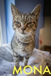 Enlarge Mona (FCID# 05/08/2025 - 23) SN med, a Adoptable Tabby in Greenville, DE image 1/4