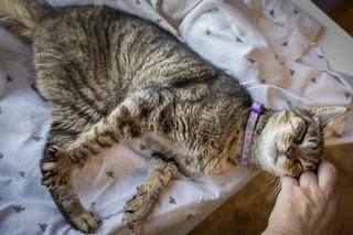 Enlarge Mona (FCID# 05/08/2025 - 23) SN med, a Adoptable Tabby in Greenville, DE image 2/4