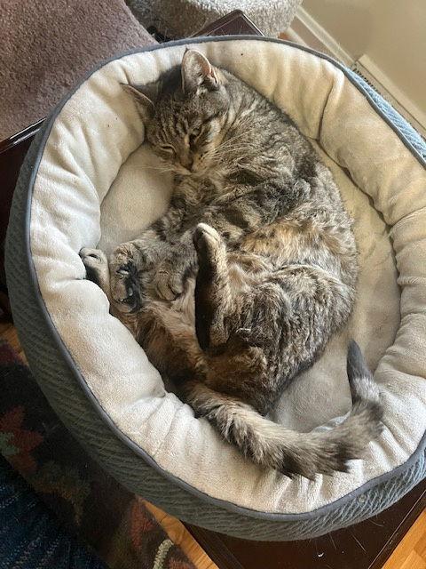 Enlarge Mona (FCID# 05/08/2025 - 23) SN med, a Adoptable Tabby in Greenville, DE image 2/5