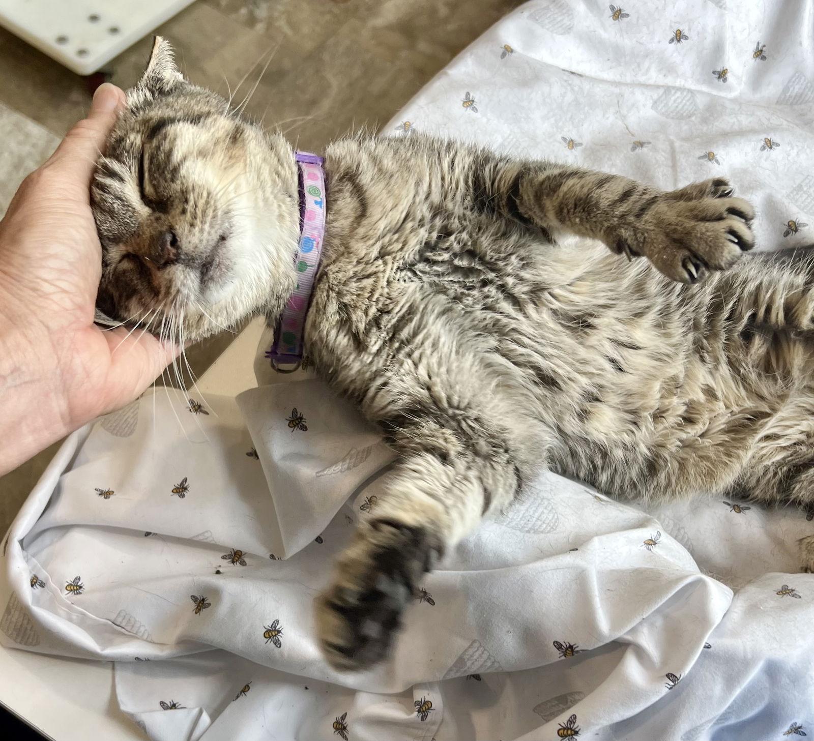 Enlarge Mona (FCID# 05/08/2025 - 23) SN med, a Adoptable Tabby in Greenville, DE image 3/4