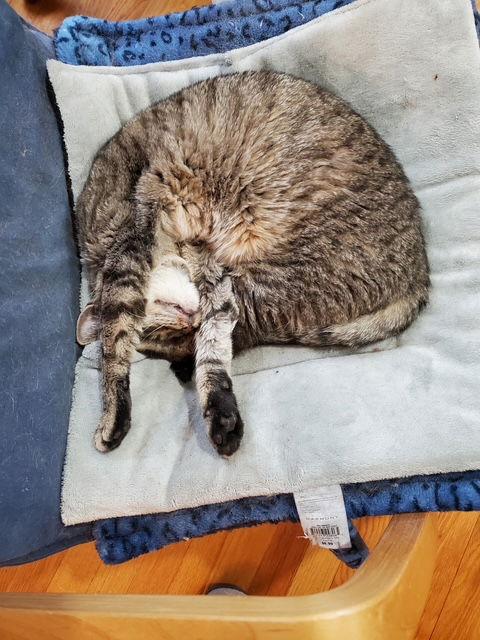 Enlarge Mona (FCID# 05/08/2025 - 23) SN med, a Adoptable Tabby in Greenville, DE image 1/5