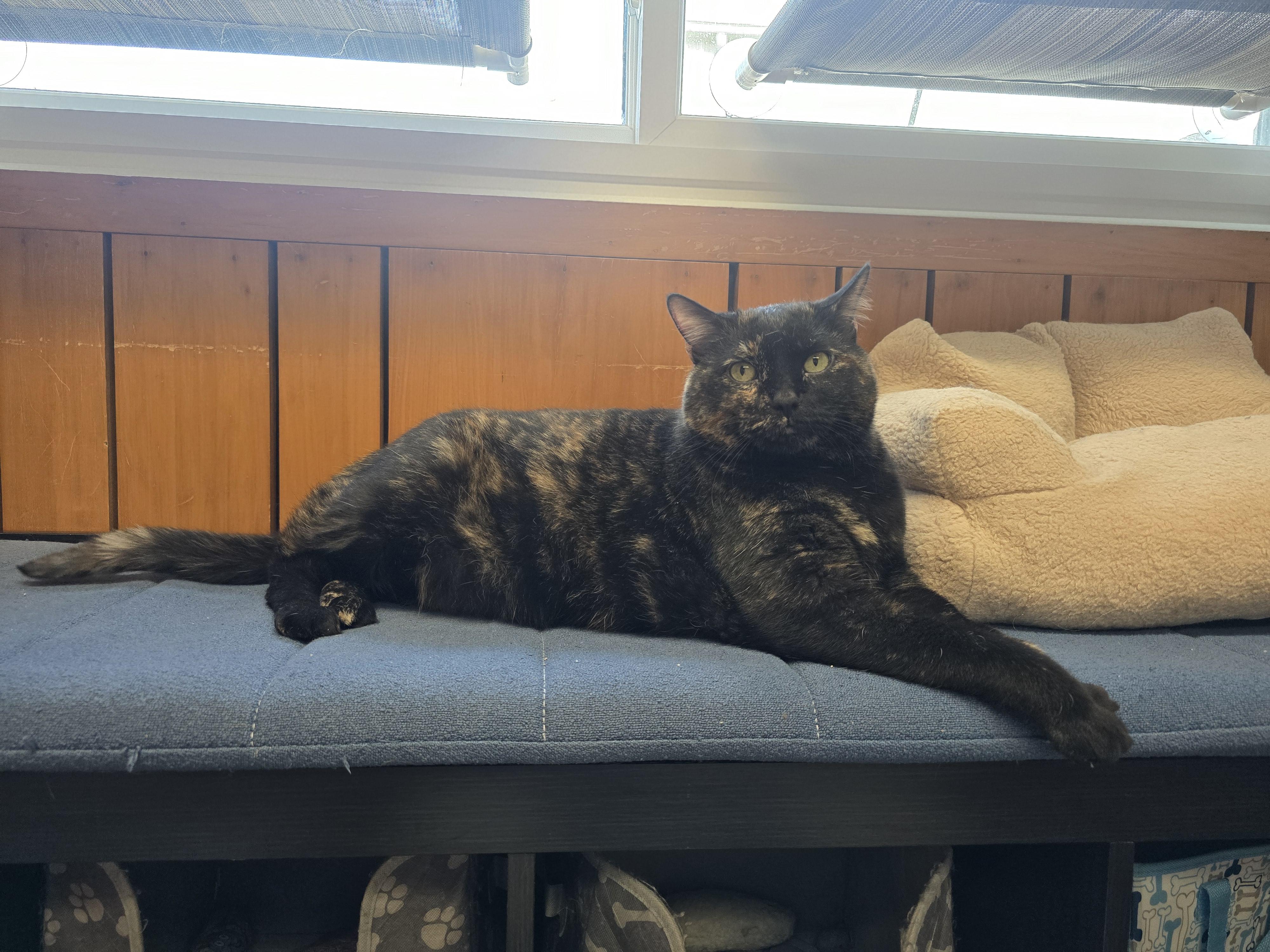 Baby, Adoptable, Adult Female Domestic Short Hair.