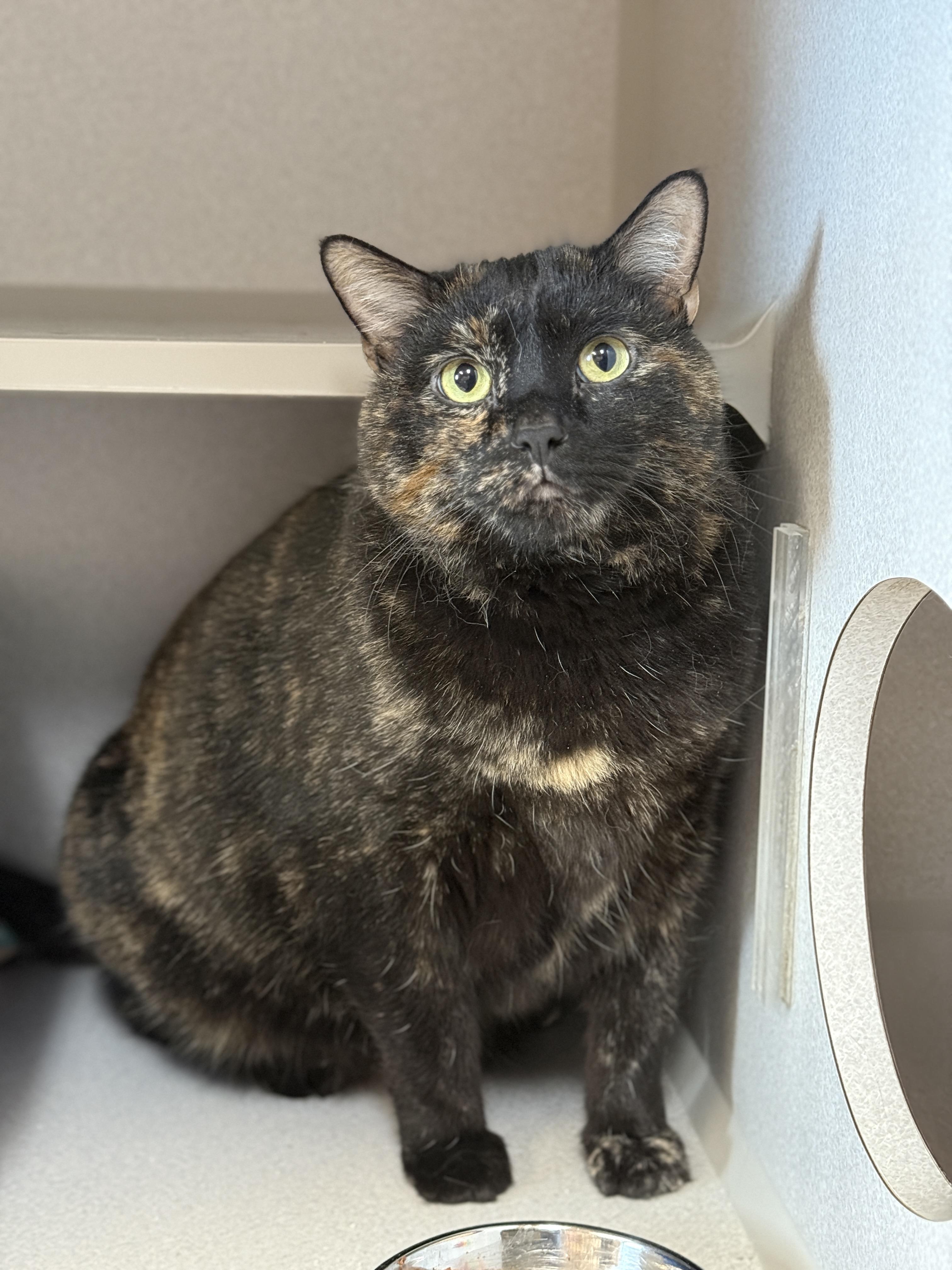 Baby, a Adoptable Domestic Short Hair in Des Moines, IA image 2/3