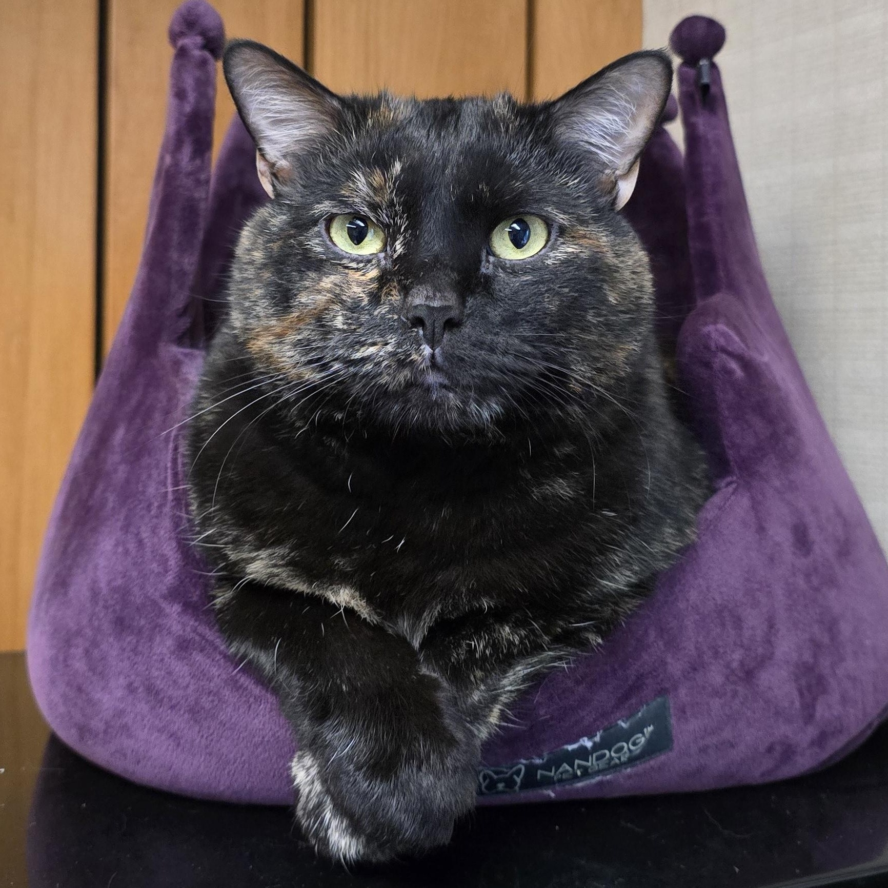 Baby, a Adoptable Domestic Short Hair in Des Moines, IA image 3/3