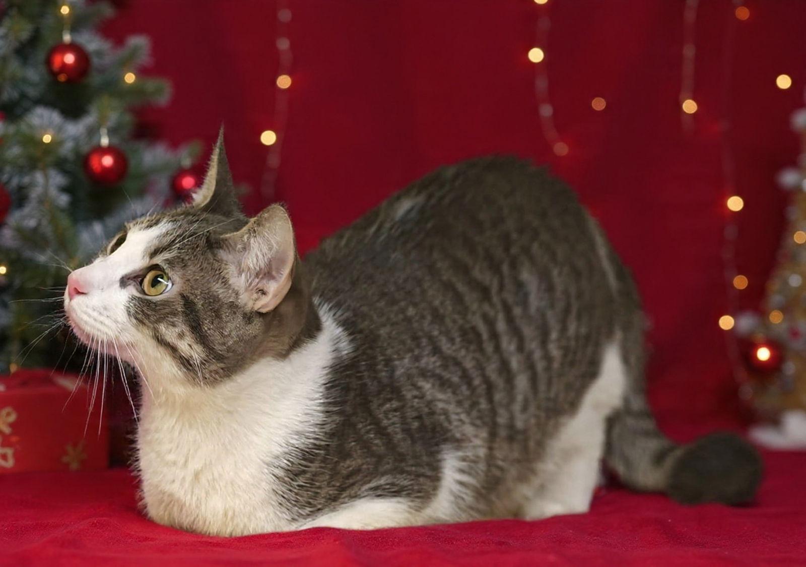 Enlarge Linus 25/812, a Adoptable Domestic Short Hair in Talladega, AL image 1/3