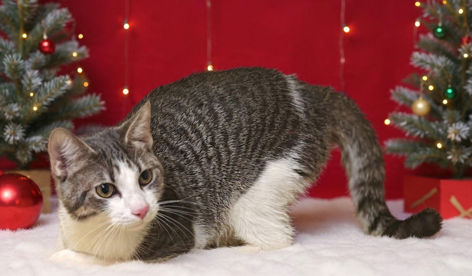 Enlarge Linus 25/812, a Adoptable Domestic Short Hair in Talladega, AL image 2/3