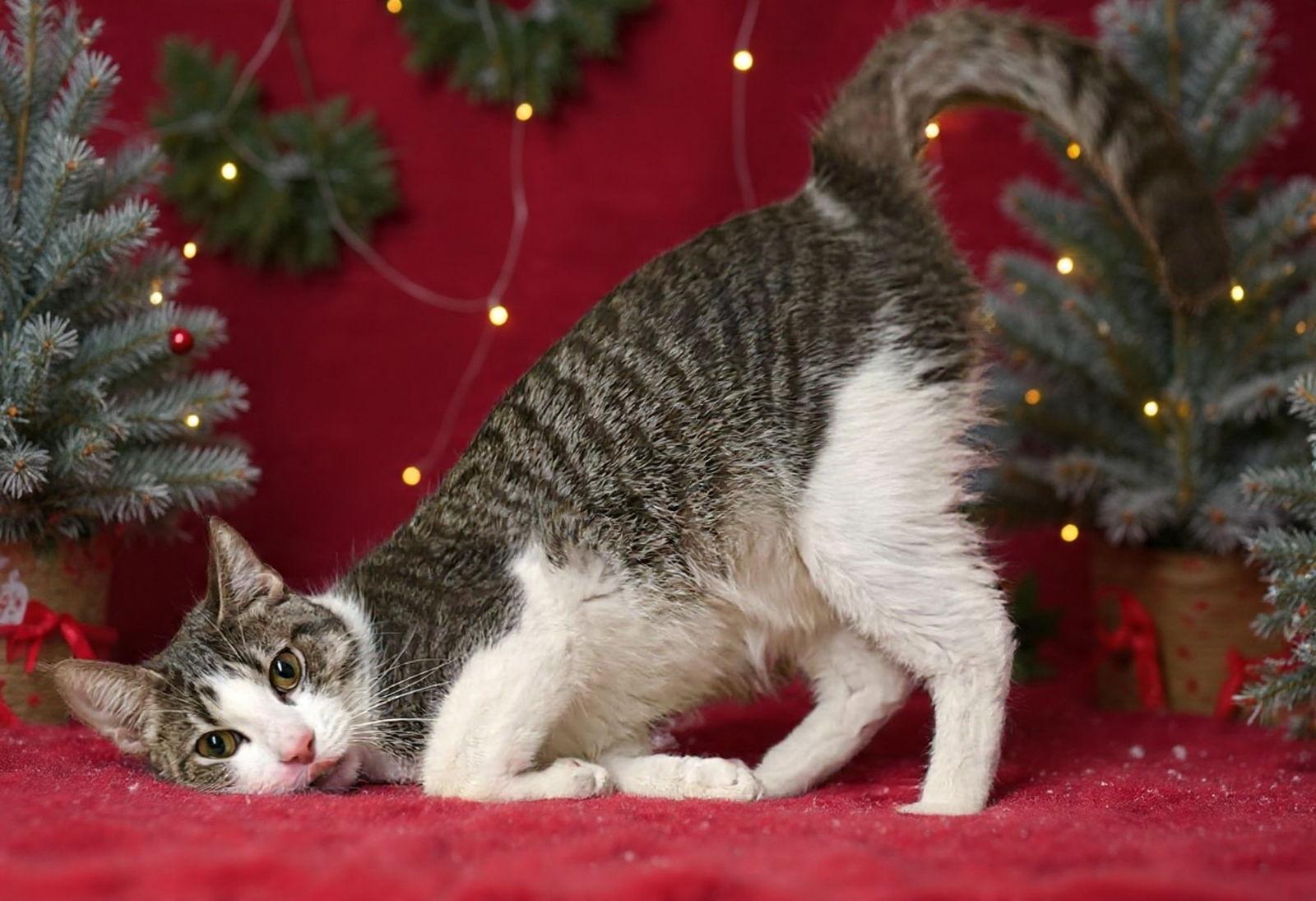 Enlarge Linus 25/812, a Adoptable Domestic Short Hair in Talladega, AL image 3/3