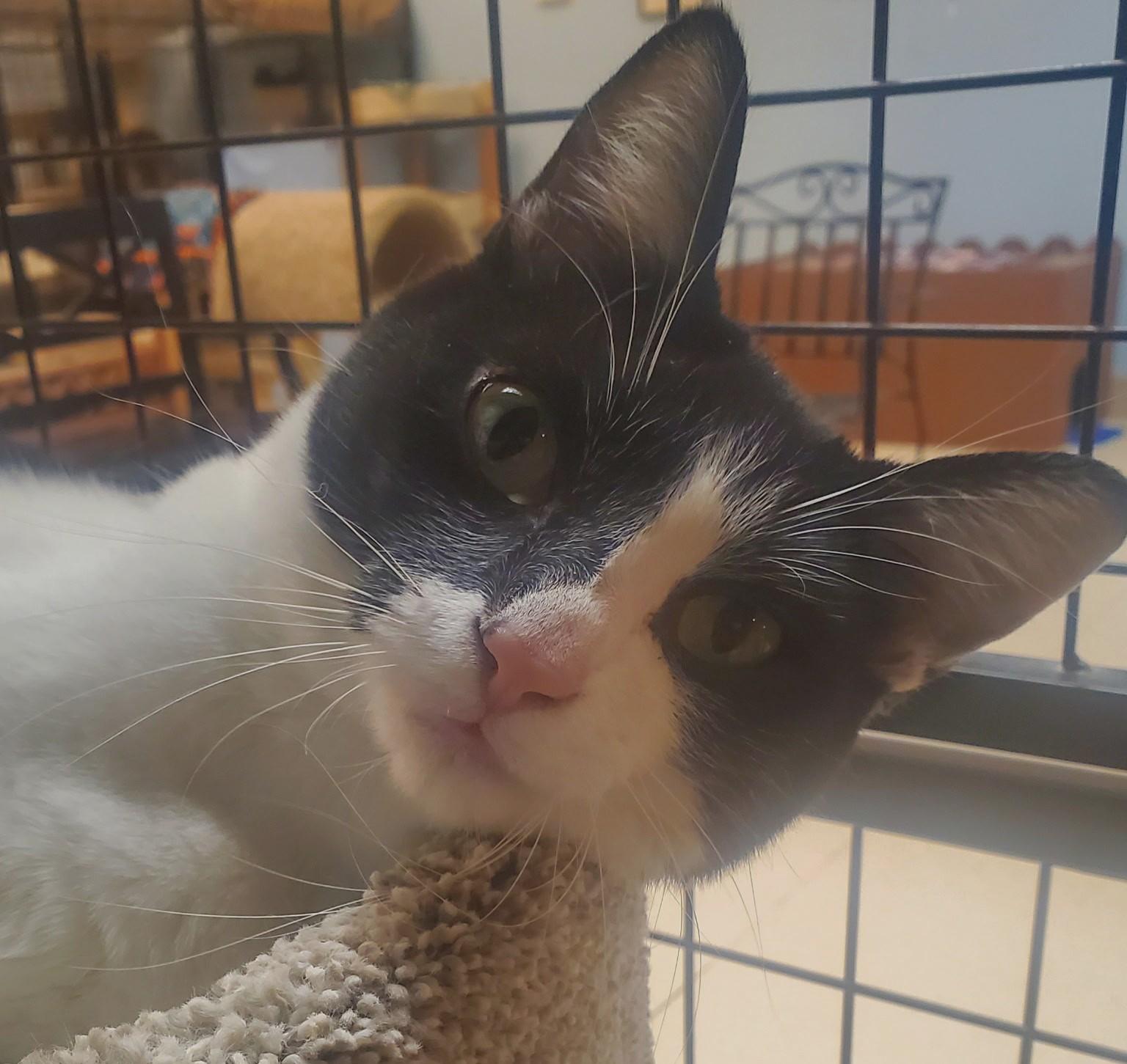 Tara, a Adoptable Domestic Short Hair in Spokane, WA image 2/2