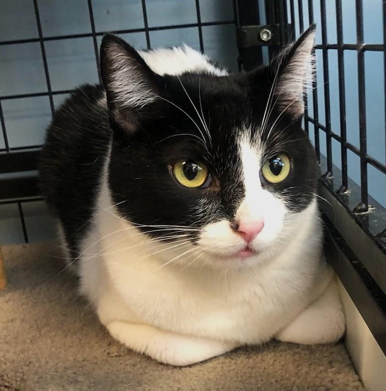 Tara, a Adoptable Domestic Short Hair in Spokane, WA image 1/2