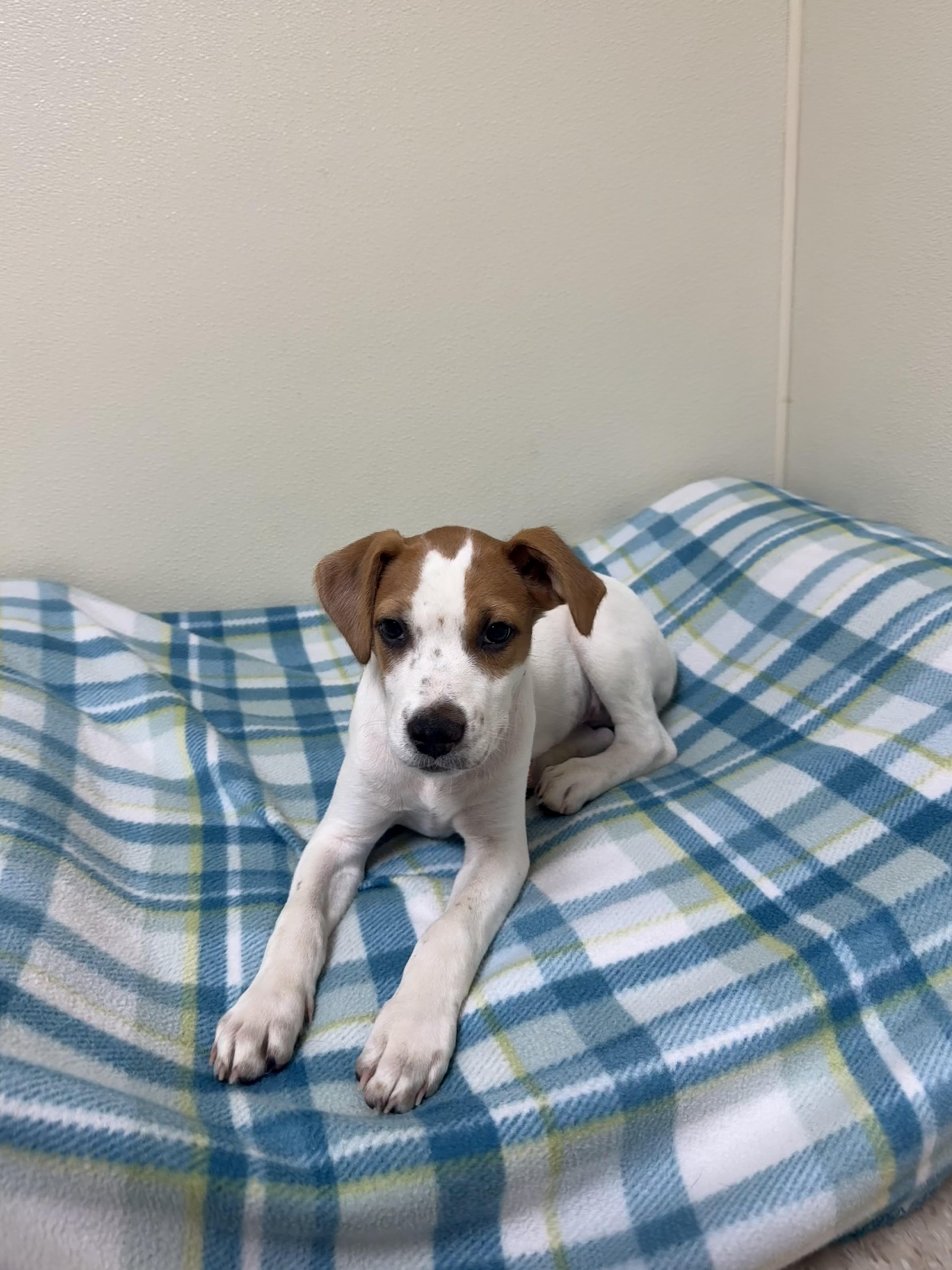 Willie, a ADOPTABLE mixed breed in Douglas, MA image 2/6