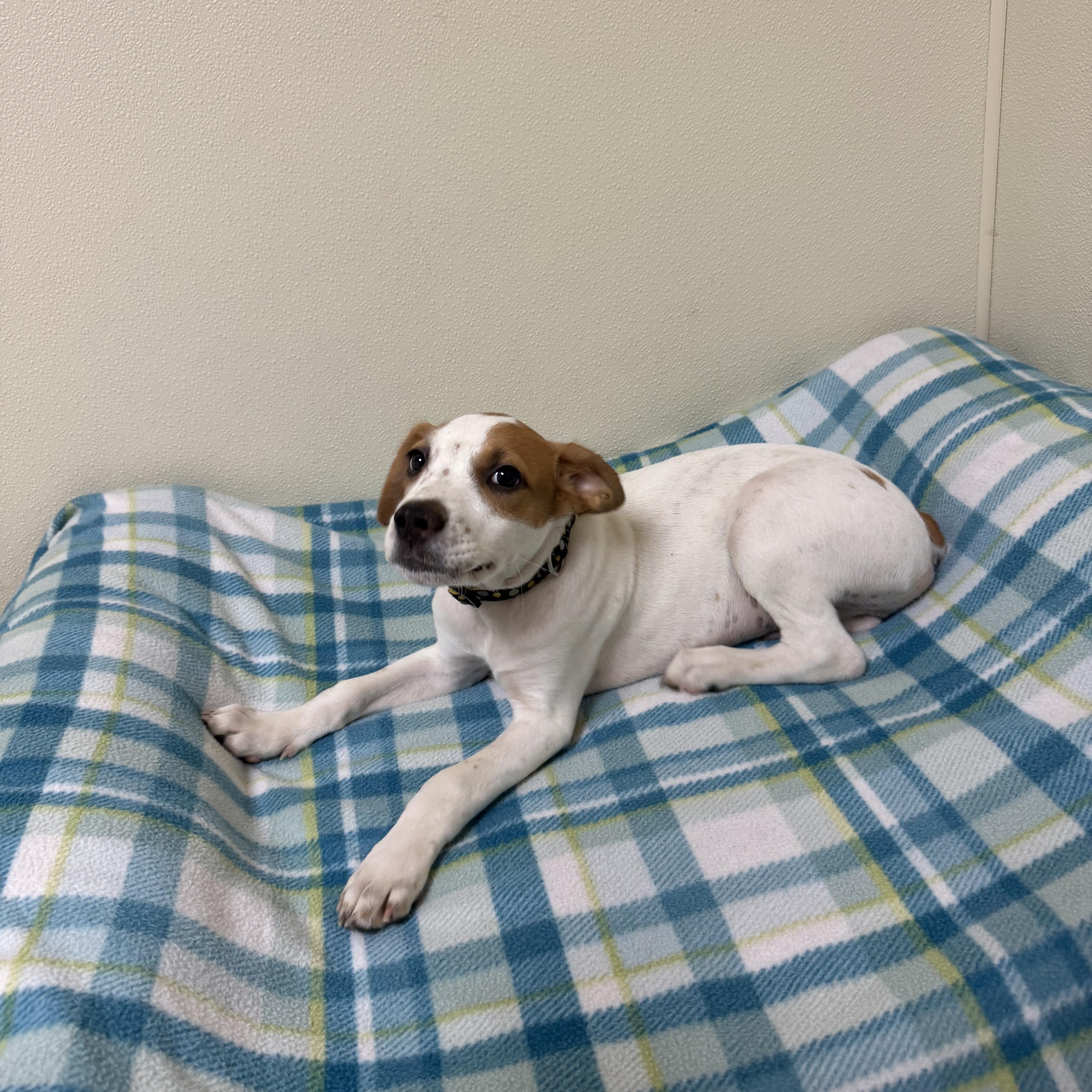 Willie, a ADOPTABLE mixed breed in Douglas, MA image 4/6