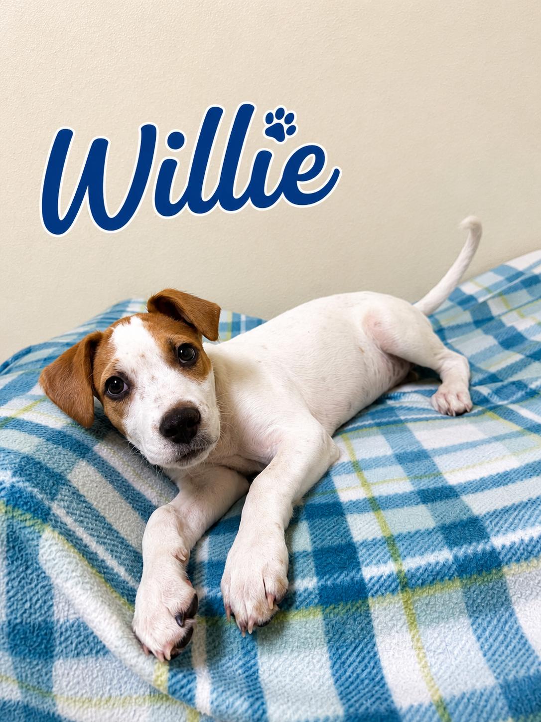 Willie, ADOPTABLE, Puppy Male Mixed Breed.
