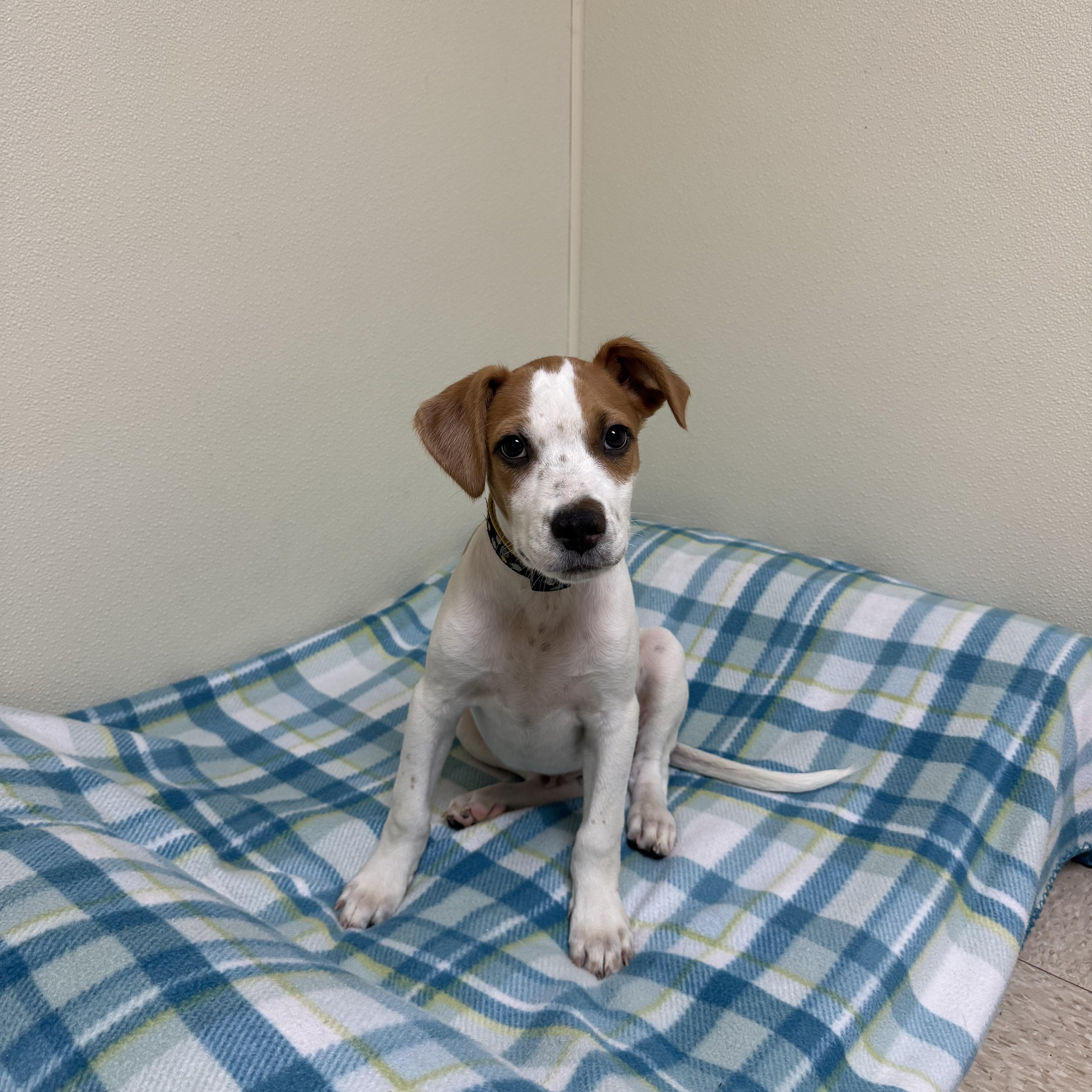 Willie, a ADOPTABLE mixed breed in Douglas, MA image 6/6