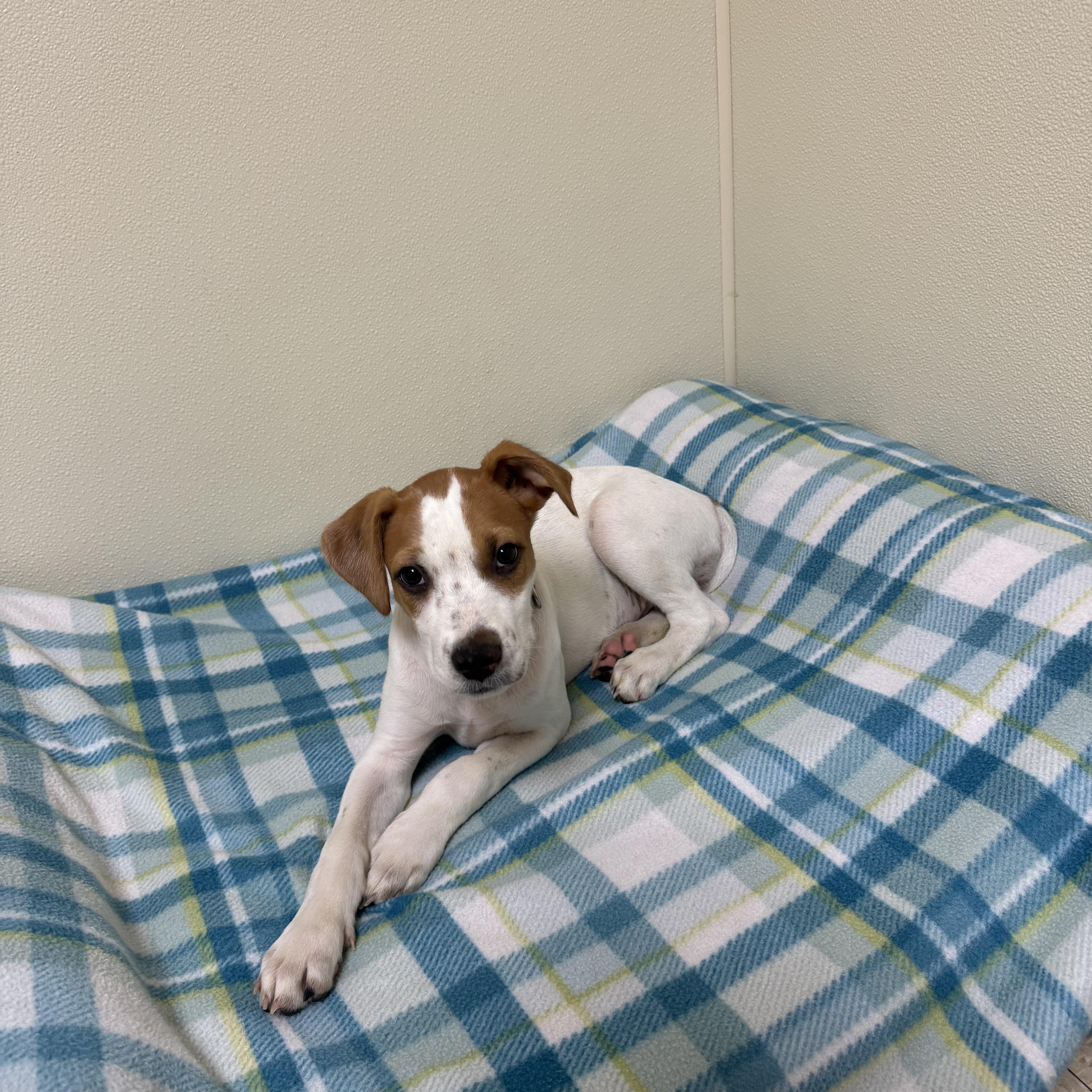 Willie, a ADOPTABLE mixed breed in Douglas, MA image 3/6