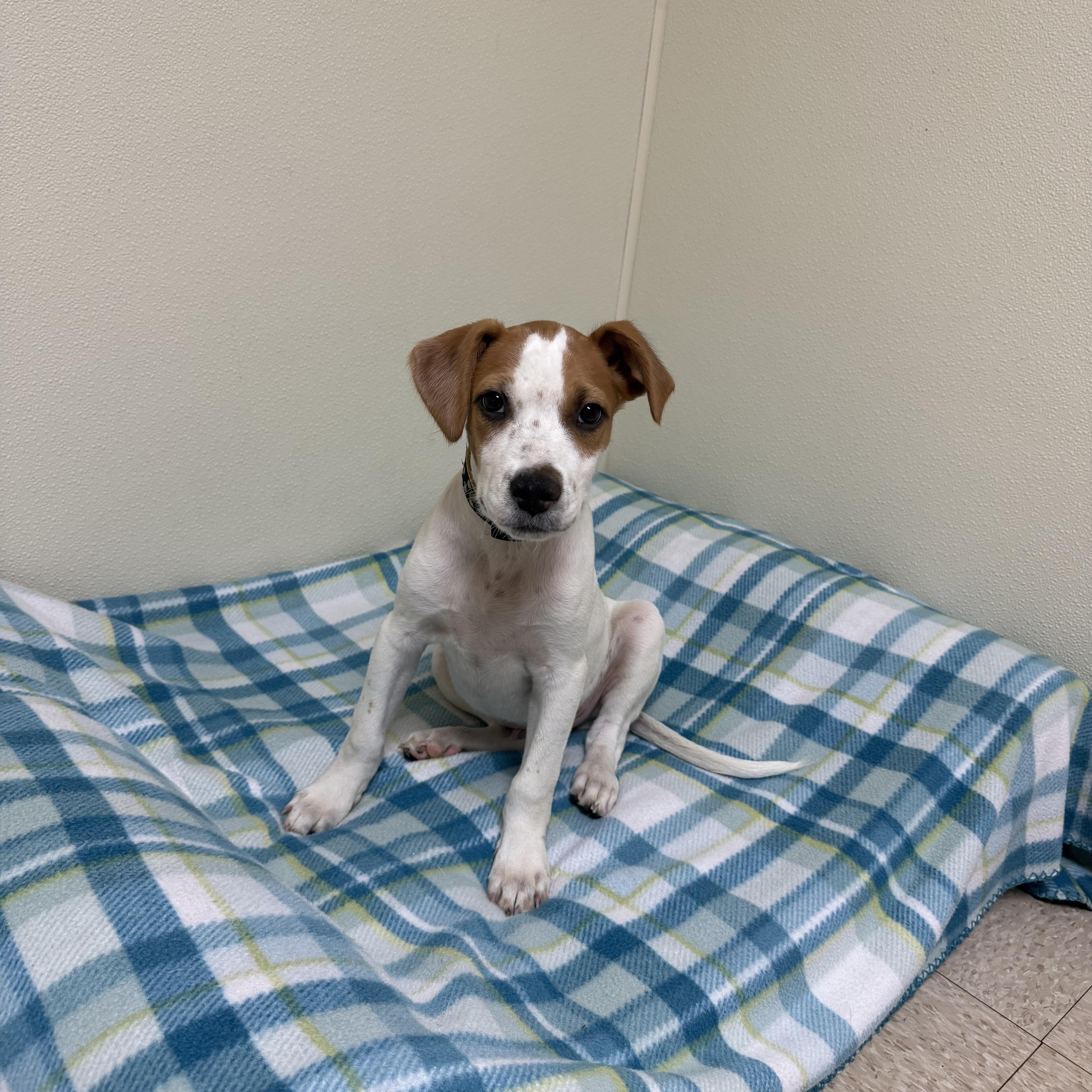 Willie, a ADOPTABLE mixed breed in Douglas, MA image 5/6