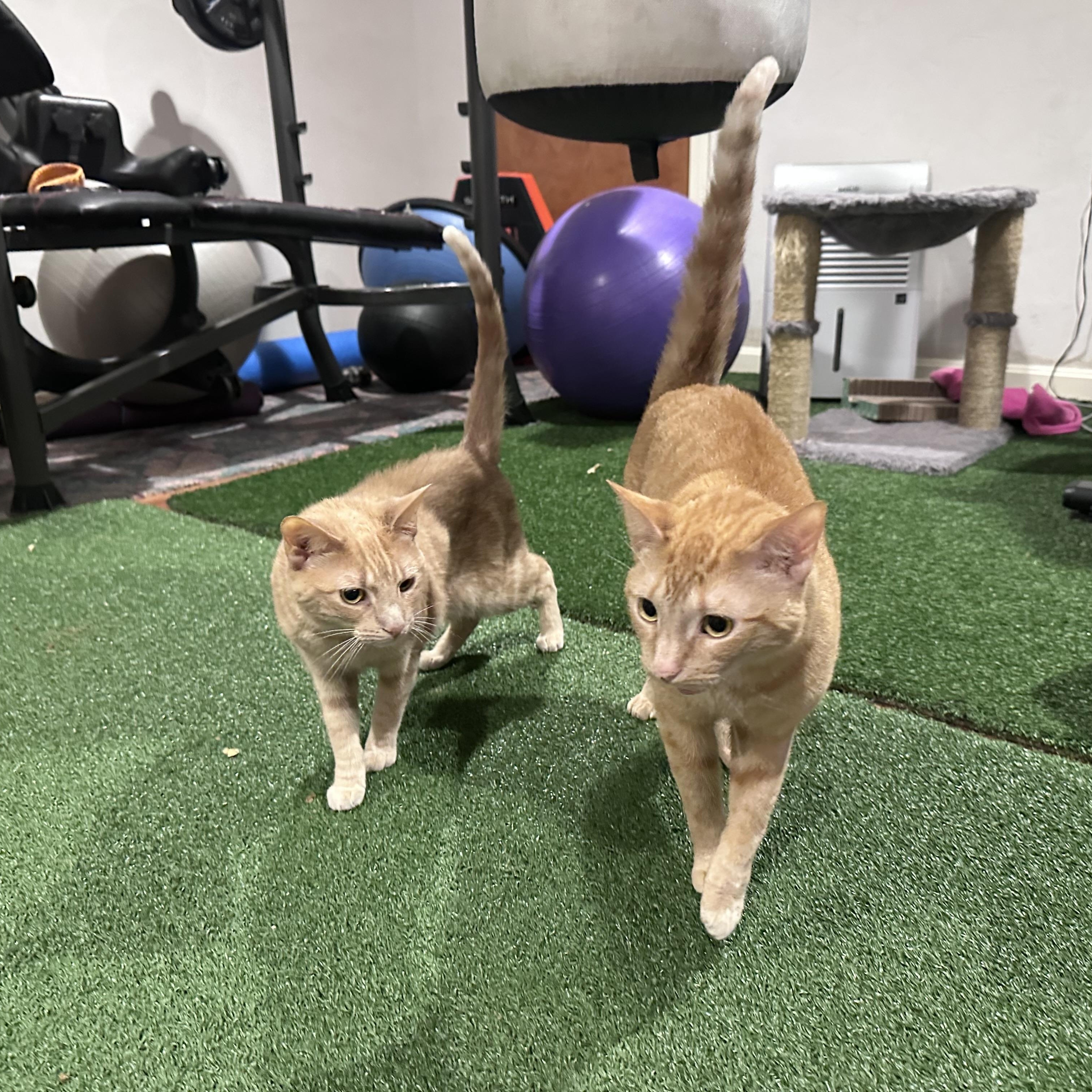 Sage and Monty (Bev-New England), a Adoptable mixed breed in Warwick, RI image 6/6
