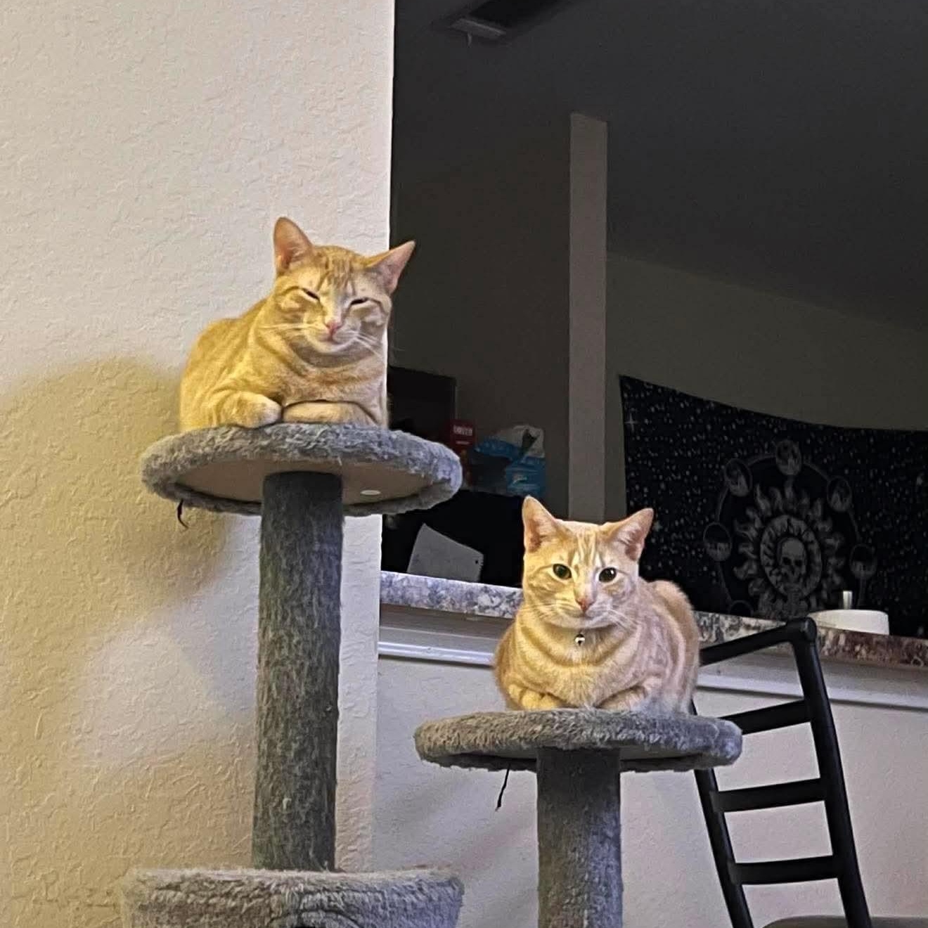 Sage and Monty (Bev-New England), Adoptable, Adult Female Domestic Short Hair & Tabby.