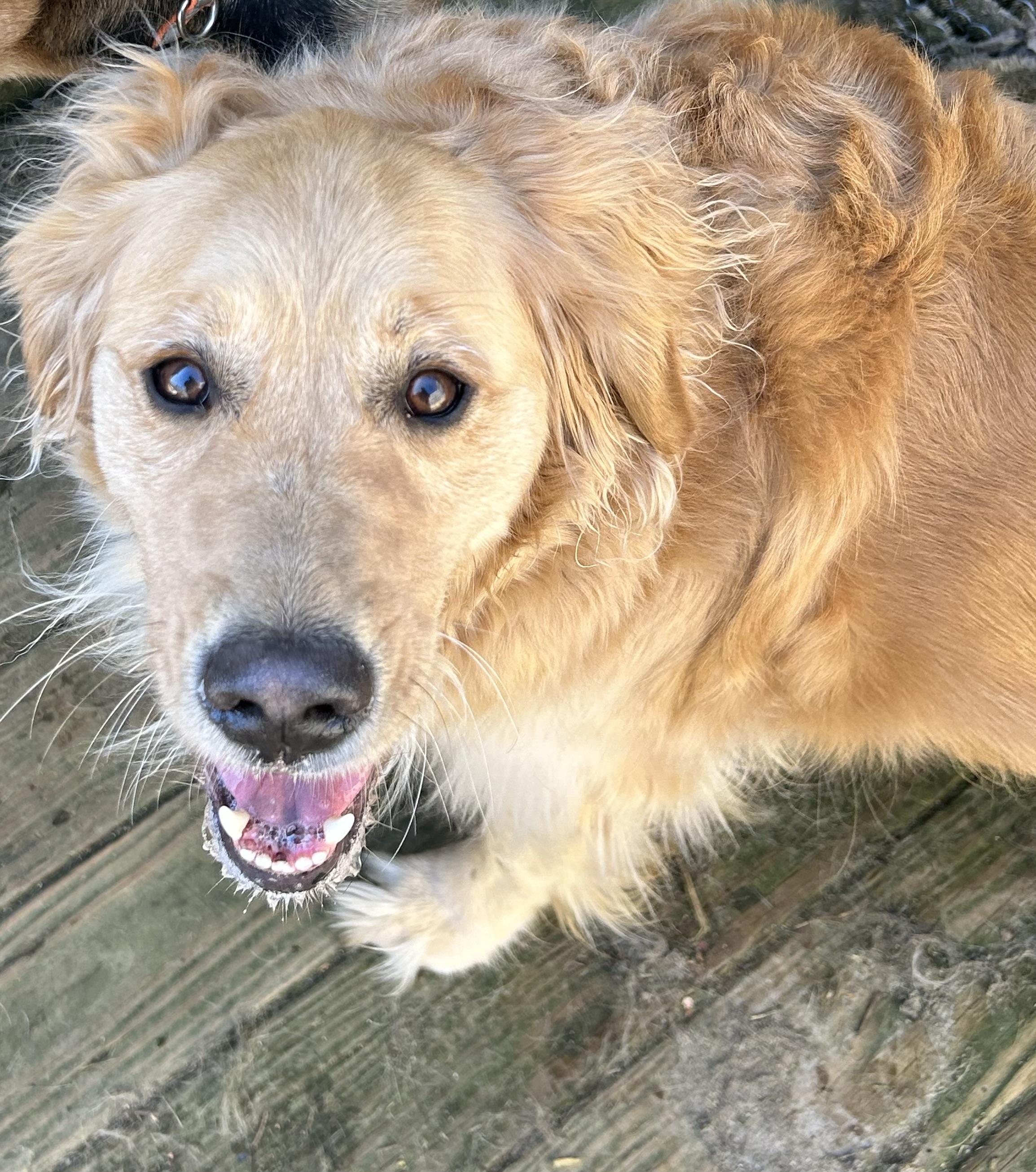 Enlarge Bambi, a Adopted Golden Retriever in Winhall, VT image 4/4