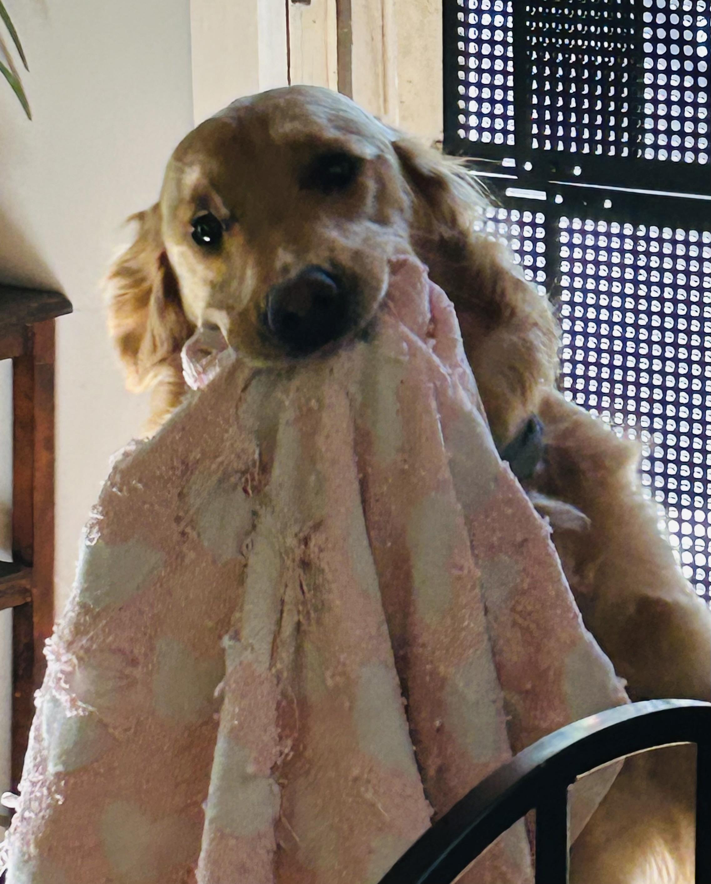 Enlarge Bambi, a Adopted Golden Retriever in Winhall, VT image 2/4