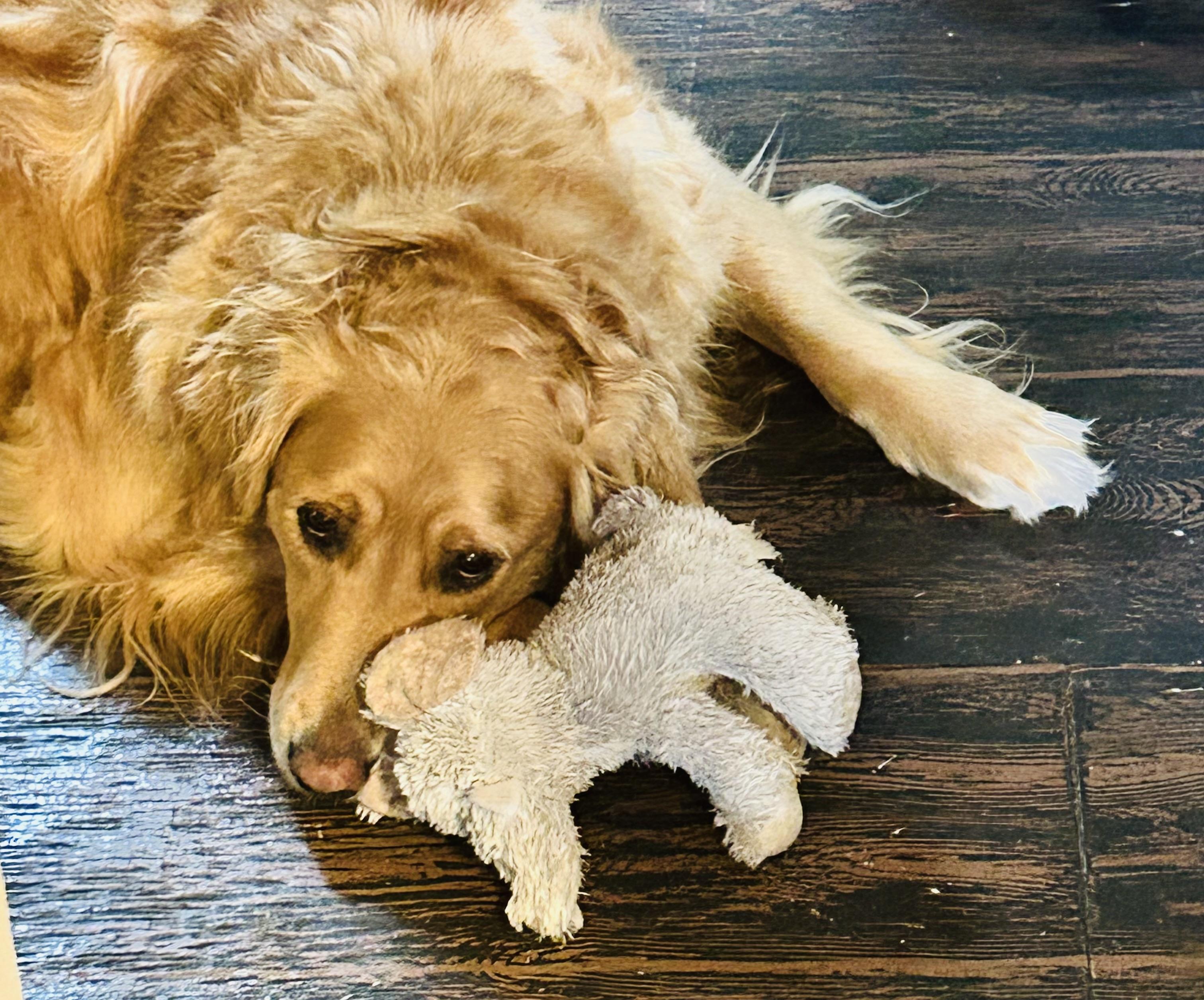 Enlarge Bambi, a Adopted Golden Retriever in Winhall, VT image 1/4
