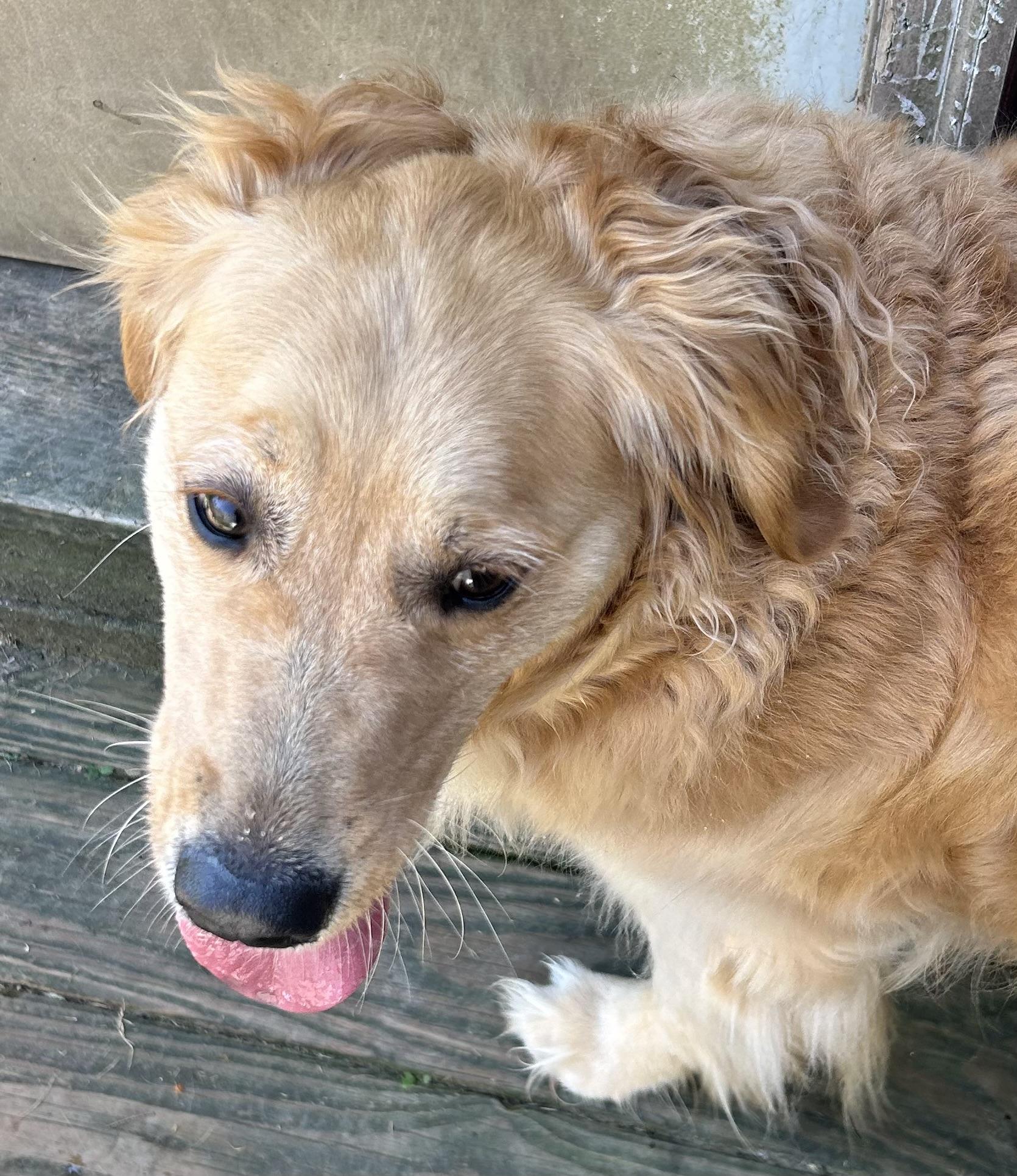 Enlarge Bambi, a Adopted Golden Retriever in Winhall, VT image 3/4