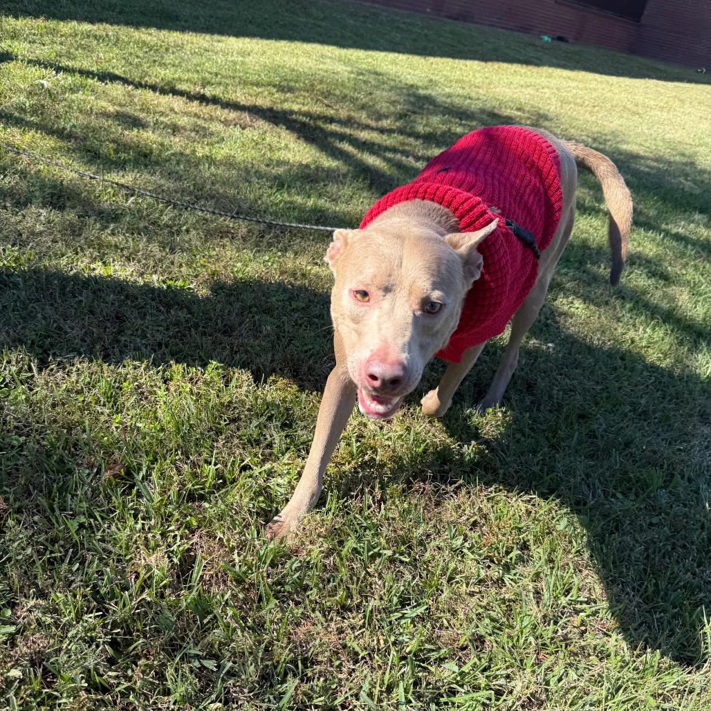 Dodgeball — thumbnail 5