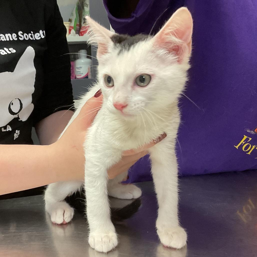 Braxton, Adoptable, Kitten Male Domestic Short Hair.