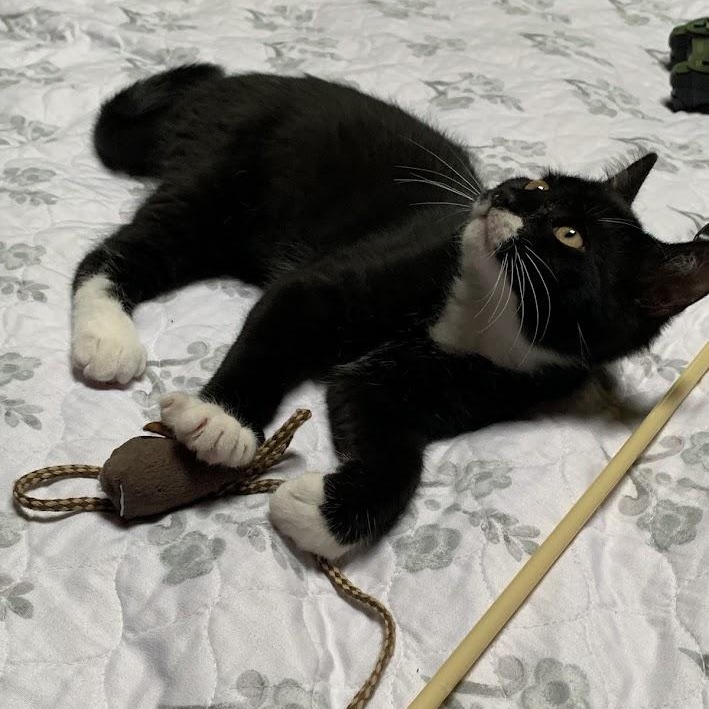 Enlarge TUX & MISTY, a Adopted mixed breed in Parry Sound, ON image 4/6