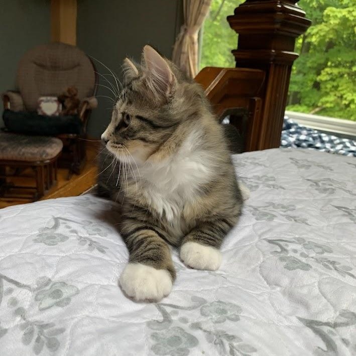 Enlarge TUX & MISTY, a Adopted mixed breed in Parry Sound, ON image 6/6