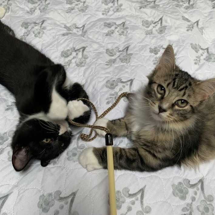 Enlarge TUX & MISTY, a Adopted mixed breed in Parry Sound, ON image 2/6