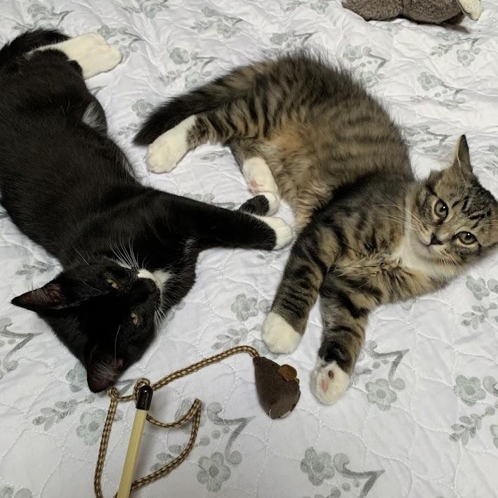 TUX & MISTY, Adopted, Kitten Female American Shorthair.