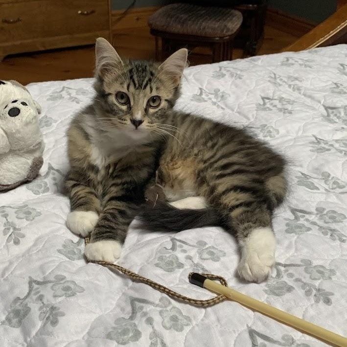 Enlarge TUX & MISTY, a Adopted mixed breed in Parry Sound, ON image 3/6