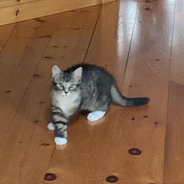 Enlarge TUX & MISTY, a Adopted mixed breed in Parry Sound, ON image 5/6
