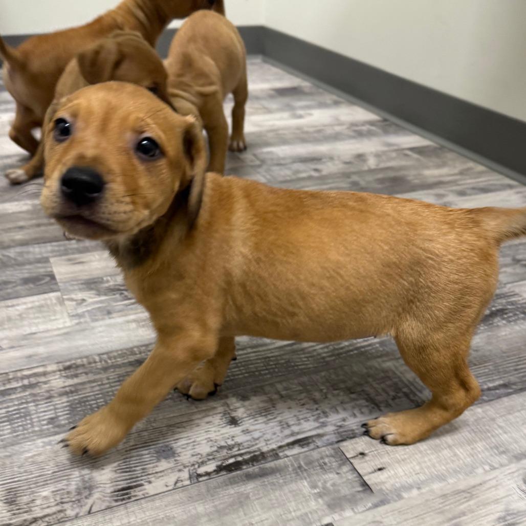 Moonstone, Baby Female Labrador Retriever