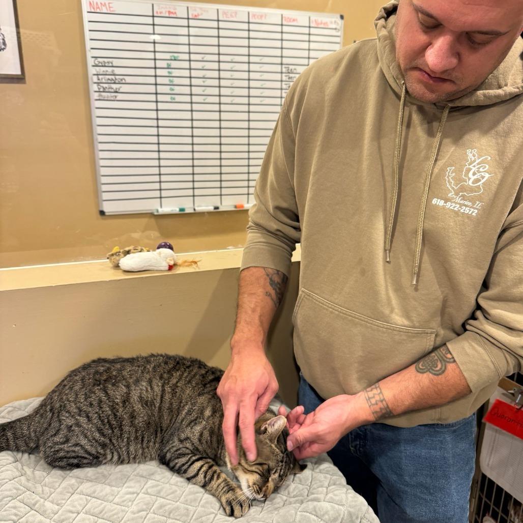 Enlarge Cider, a Adoptable Domestic Short Hair in Tipton, IN image 1/5