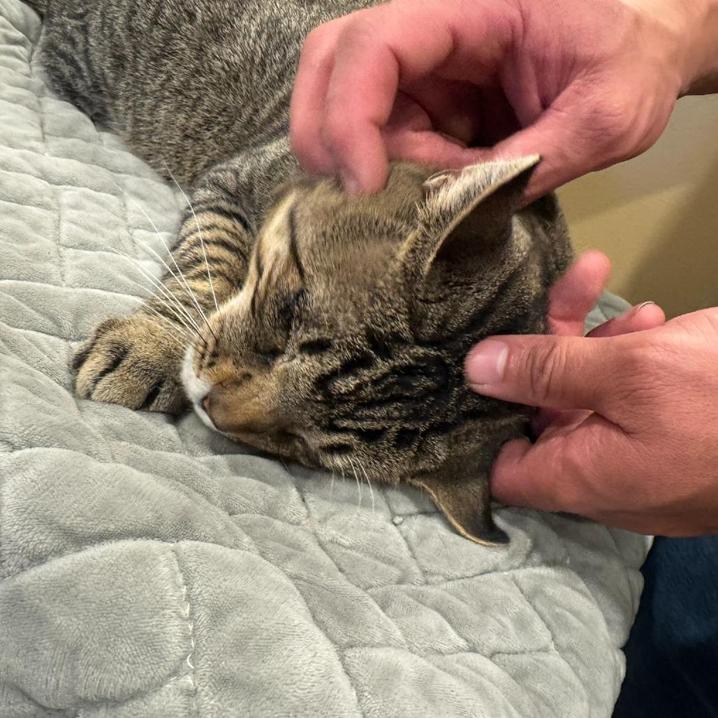 Enlarge Cider, a Adoptable Domestic Short Hair in Tipton, IN image 2/5