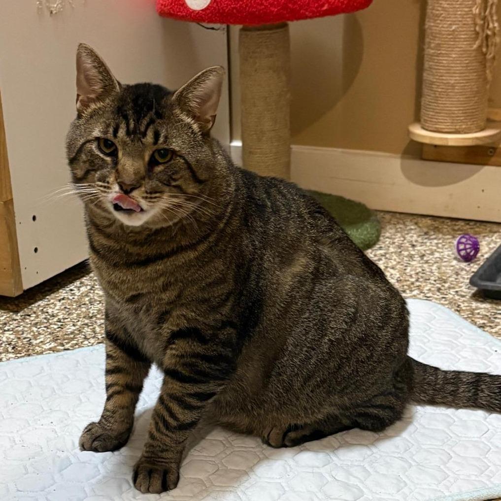 Enlarge Cider, a Adoptable Domestic Short Hair in Tipton, IN image 3/5