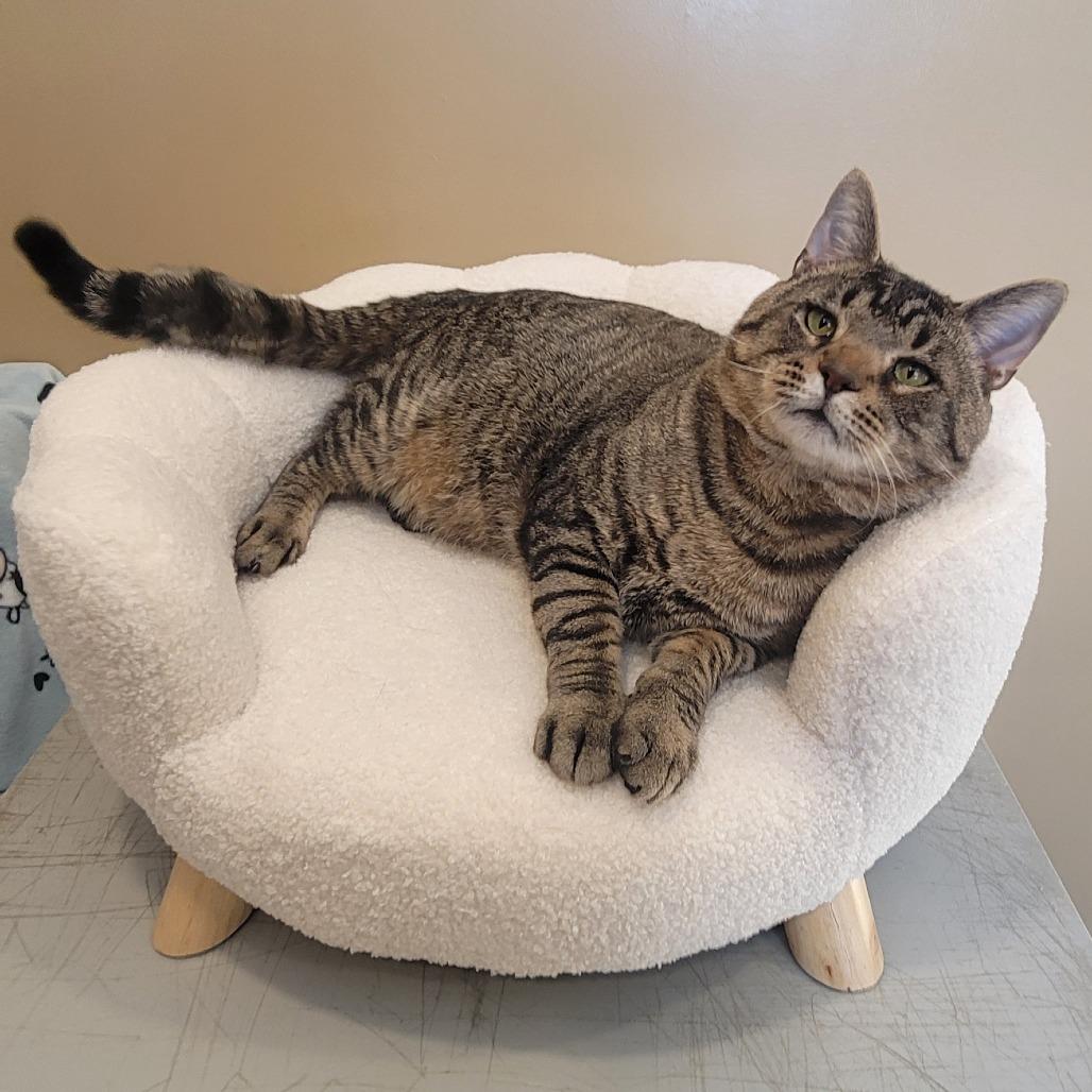 Cider, Adoptable, Adult Male Domestic Short Hair.