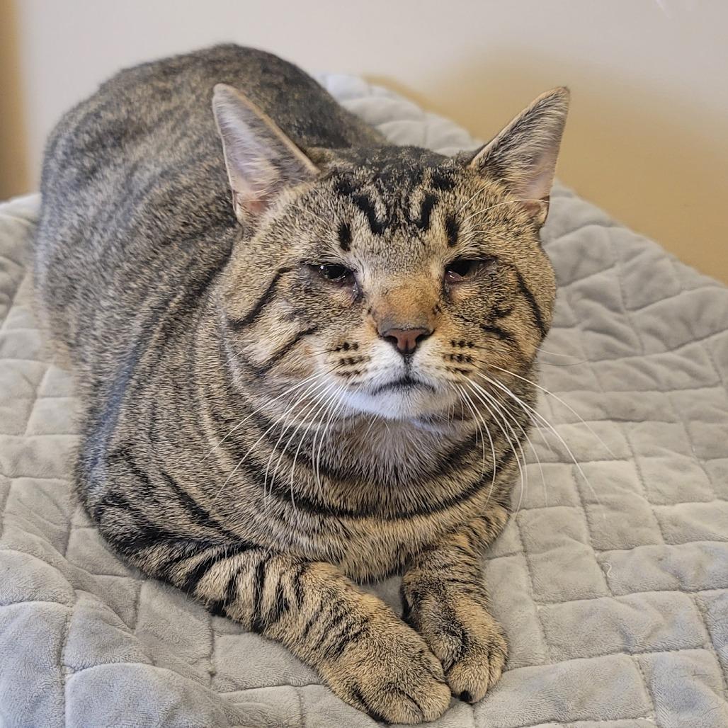 Enlarge Cider, a Adoptable Domestic Short Hair in Tipton, IN image 2/6