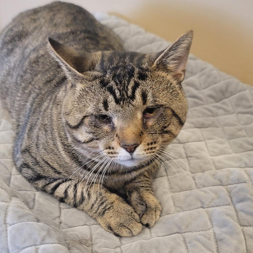 Enlarge Cider, a Adoptable Domestic Short Hair in Tipton, IN image 4/6