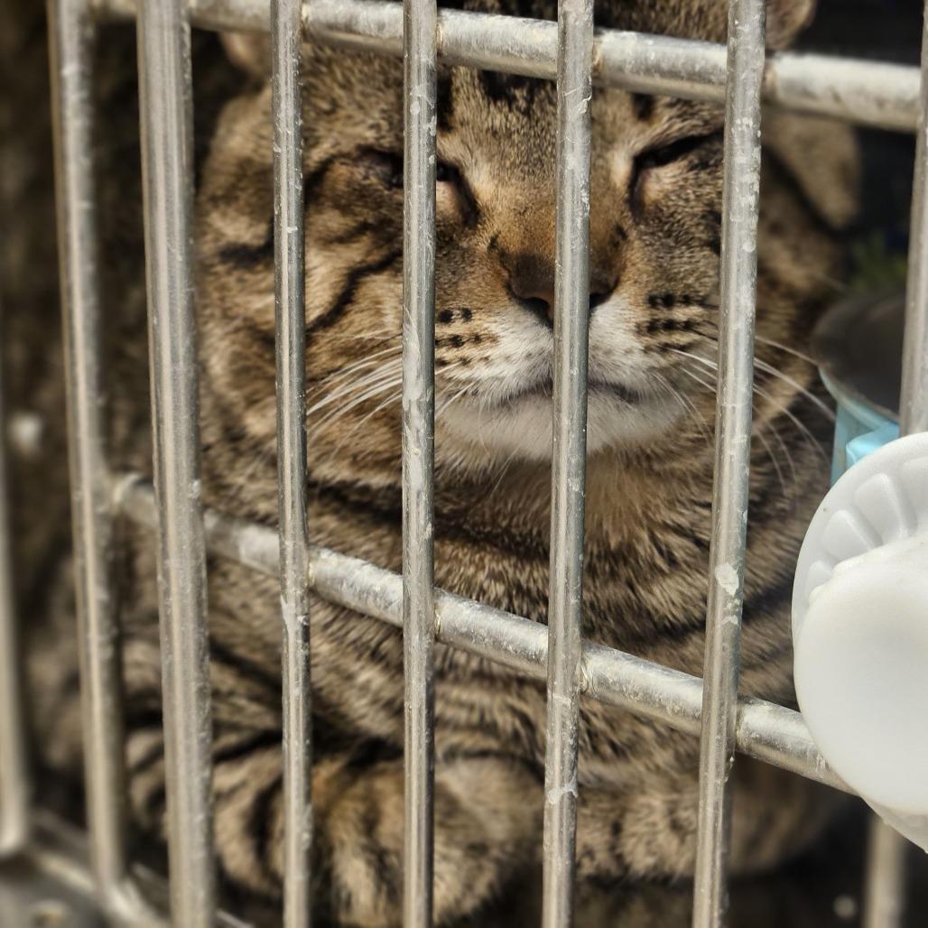 Enlarge Cider, a Adoptable Domestic Short Hair in Tipton, IN image 5/5