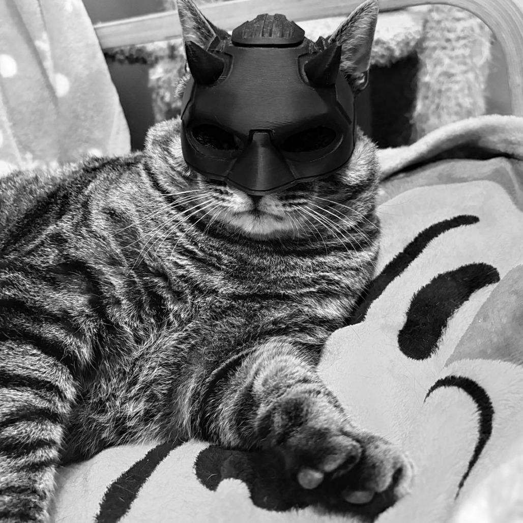 Enlarge Cider, a Adoptable Domestic Short Hair in Tipton, IN image 4/5