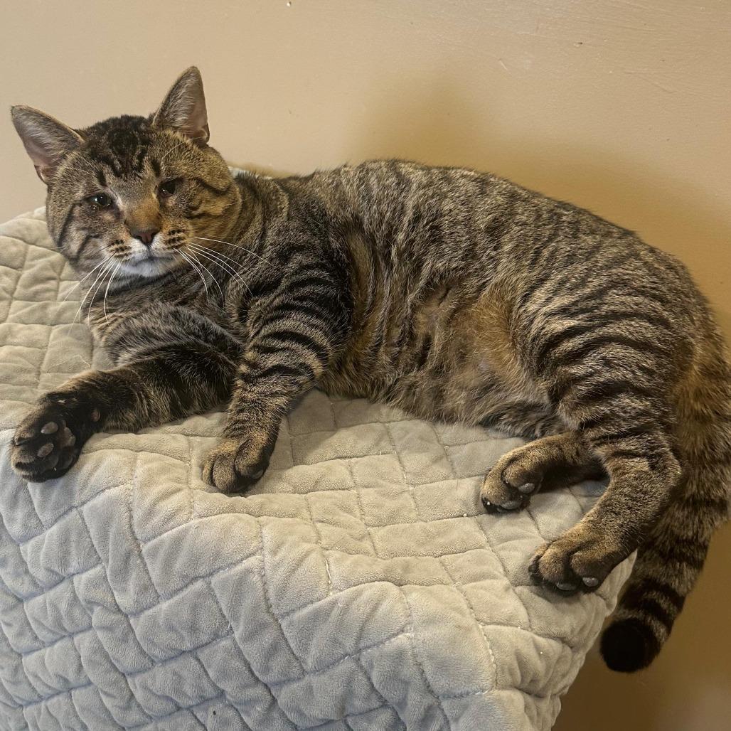 Enlarge Cider, a Adoptable Domestic Short Hair in Tipton, IN image 6/6